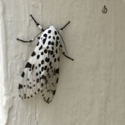 Giant Leopard Moth